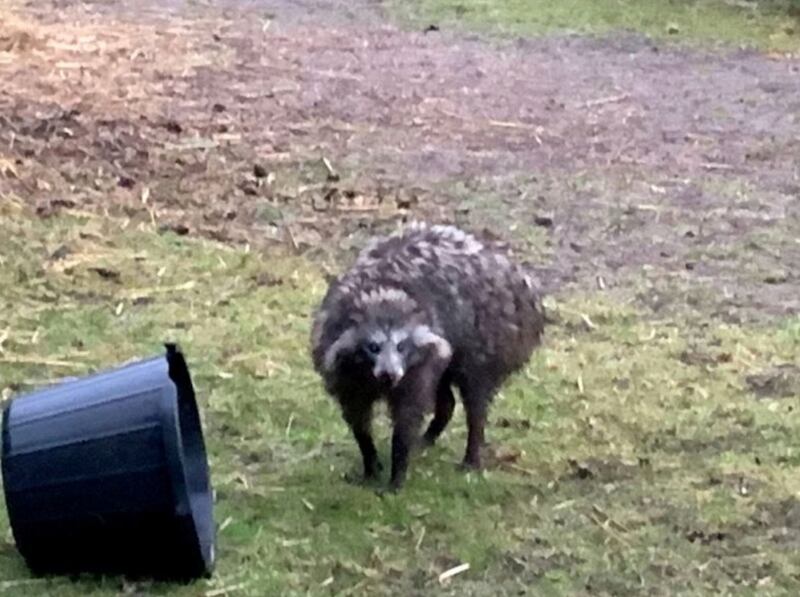 Raccoon dogs are an invasive species to Europe and are currently terrorizing villagers in Nottinghamshire.