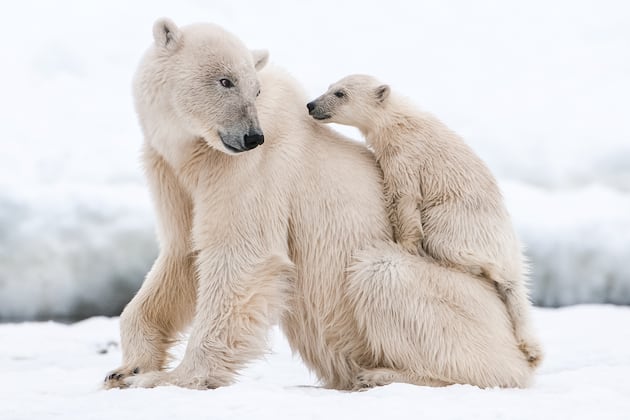 Researchers discover a mother polar bear caring for adopted cub