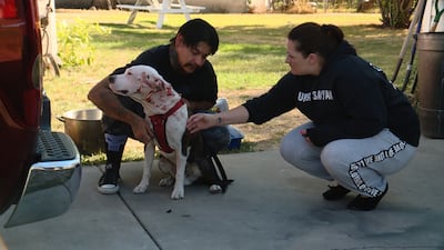 A police officer shot and injured a dog while assisting Child Protective Services during a home visit in Ogden on Aug. 28, 2018. According to the Ogden Police Department, the dog had attacked and the officer shot it to protect himself.