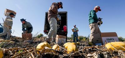 Alan Bangerter, back, keeps track of spaghetti squash his crew harvests on a piece of his property at 400 S. 650 West in Farmington on Friday, Oct. 19, 2018.