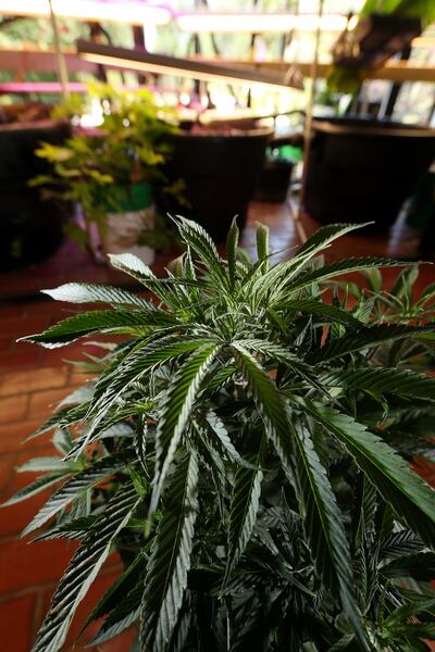 An industrial hemp plant is displayed at the Utah Department of Agriculture and Food in Salt Lake City on Friday, July 19, 2019. The department announced Friday it has chosen eight applicants that will be licensed to grow medical marijuana in the state.