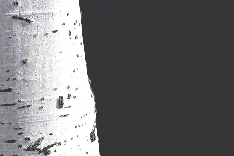 The family of a Colorado man who died when a tree that a Boy Scout troop chopped down fell on him as he rode his motorcycle in southern Utah has filed a wrongful death lawsuit.