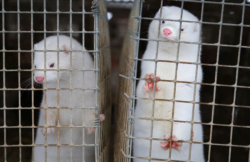 Minks look out of a cage at a fur farm in the village of Litusovo, northeast of Minsk, Belarus.