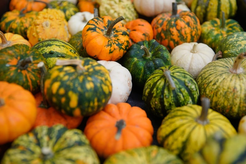 Colorful pumpkins are arranged at Jordan Valley School in Midvale.