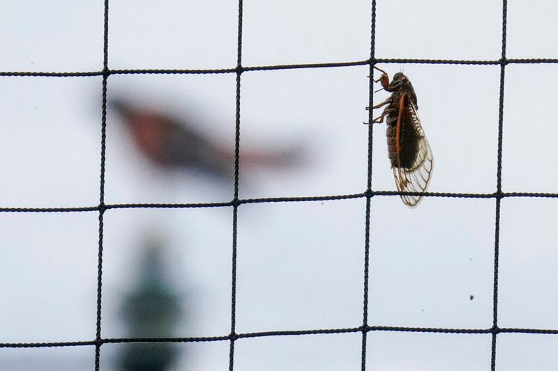 A Brood X Cicada hangs from netting behind home plate at Oriole Park at Camden Yards.