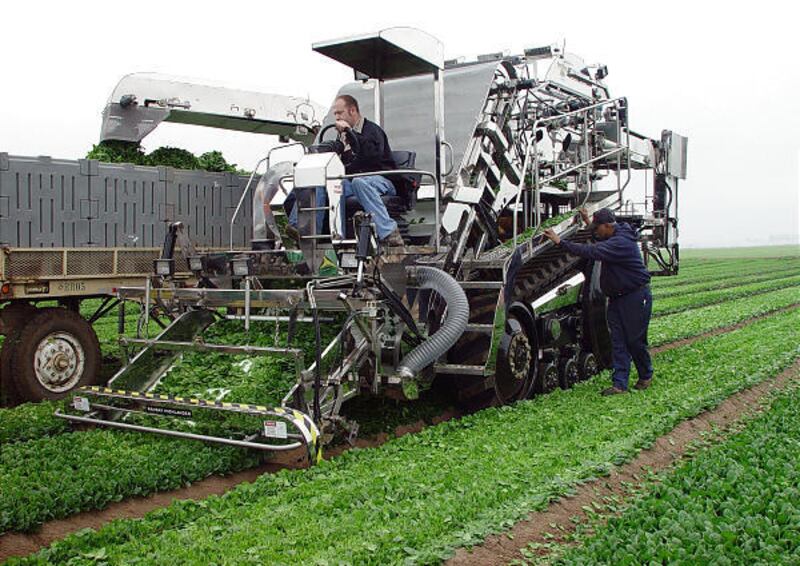 High-tech equipment is used to harvest lettuce in the Imperial Valley near El Centro, Calif. Farmers worried about finding immigrant laborers are turning to increasingly sophisticated machinery.