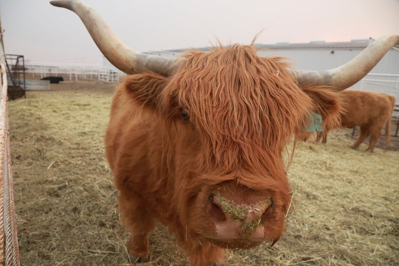 A Highland cow sniffs at a reporter at Zamora Ranch in May 2022.