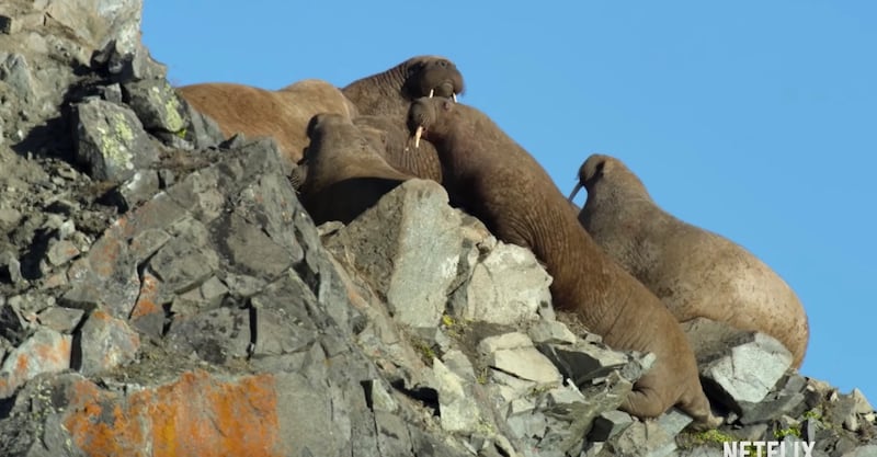 Netflix documentary “Our Planet” has a controversial walrus scene that viewers may find heartbreaking and disturbing.