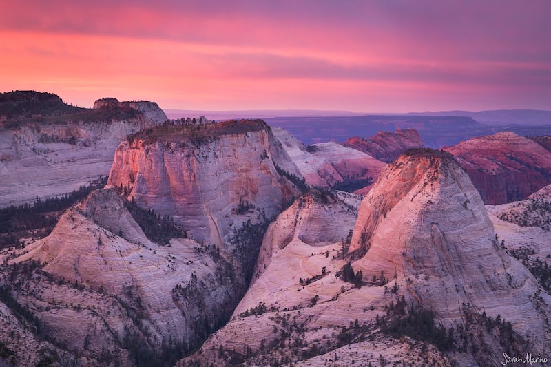 "Zion Guardians," by Sarah Marino.
