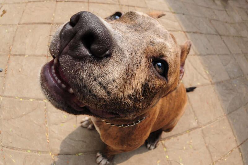 Cities and counties would no longer be able to ban specific dog breeds under a bill the Utah Legislature passed Thursday.