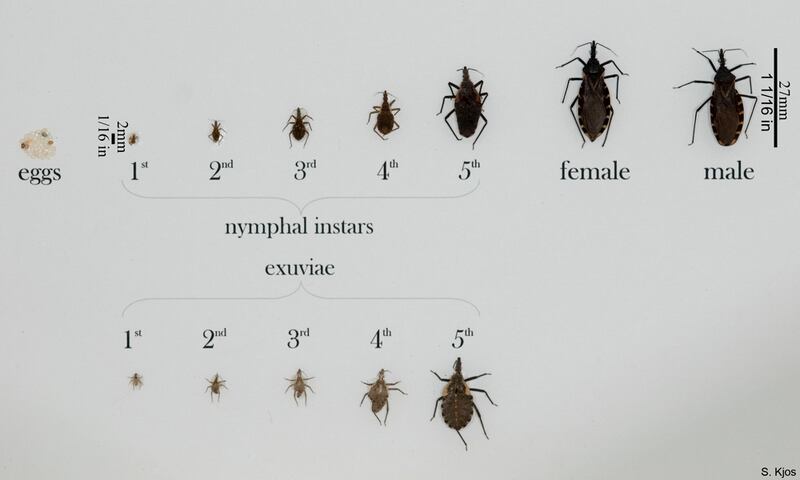 The Centers for Disease Control and Prevention have confirmed that the dangerous “kissing” bug is spreading throughout the United States.