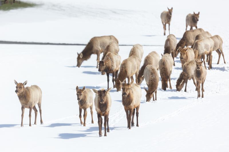 A herd of elk graze at the Salt Lake Country Club in Salt Lake City on Monday, March 27, 2023.