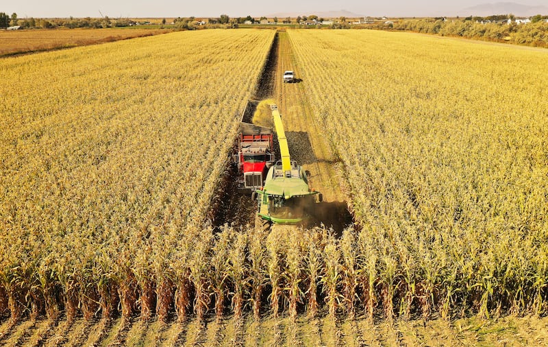 Ron Gibson, a seventh-generation Ogden dairy farmer, chops corn to feed his cows in Hooper, Weber County. 