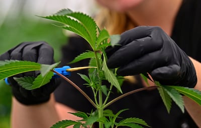 FILE - In this Sept. 20, 2018, file photo, an employee at a medical marijuana cultivator works on topping a marijuana plant, in Eastlake, Ohio.