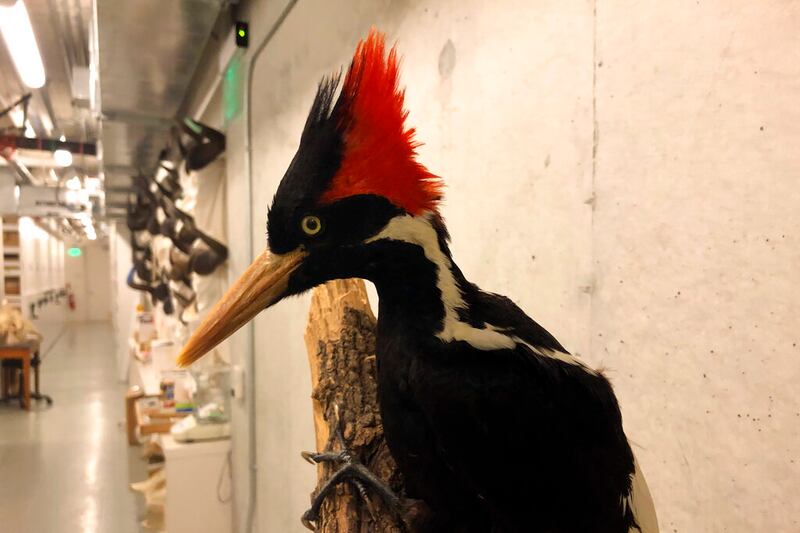 An ivory-billed woodpecker specimen.