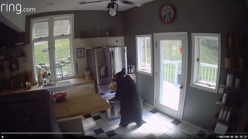 A bear is captured on a Ring security camera stealing frozen lasagna from a home in Connecticut.
