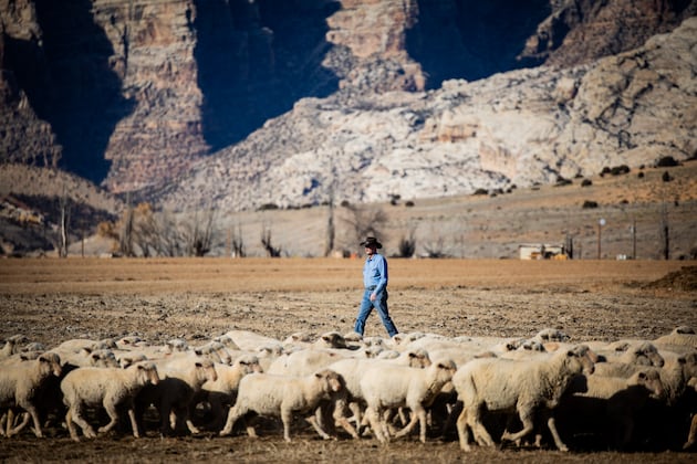 Utah declared open season on cougars. Why this program is drawing attention
