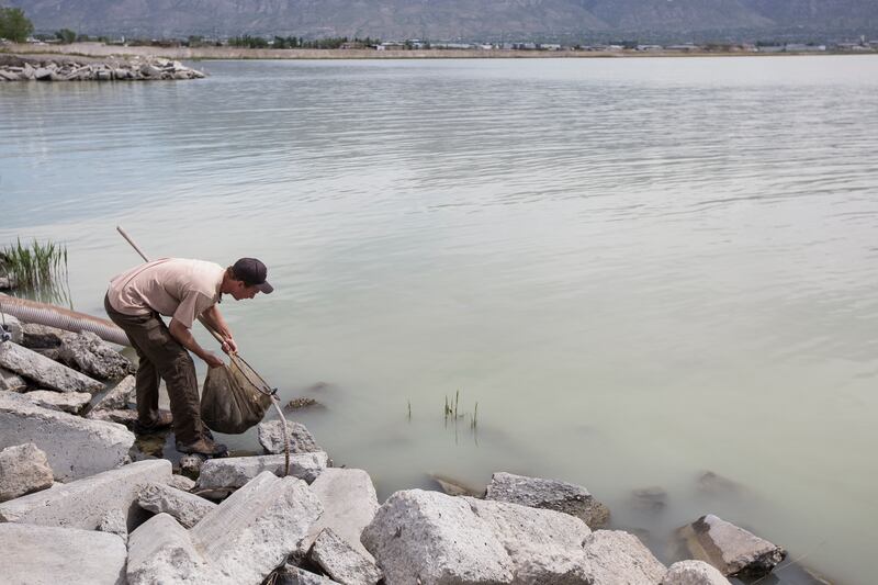 Dale Fonken, a native aquatics biologist with the Division of Wildlife Resources, releases June suckers into Utah Lake at the American Fork Boat Harbor in American Fork on Monday, May 7, 2018.