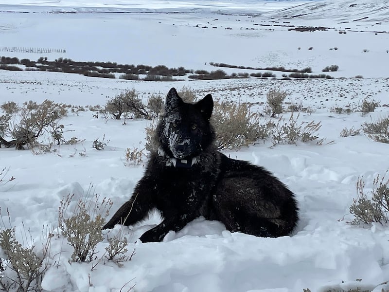 A female wolf pup is seen in North Park, Colo., in this February 2022 photo.