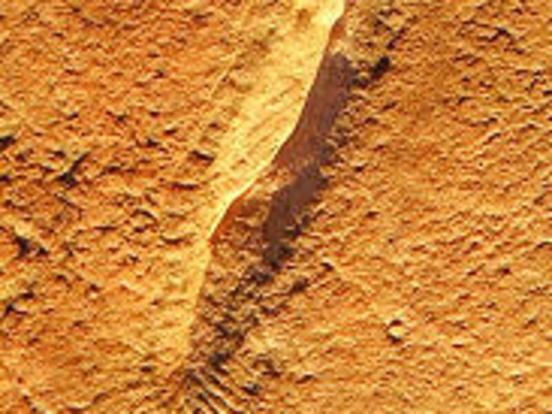 A fossil of a 2.56-inch fishlike creature believed to be at least 560 million years old has been discovered in sandstone in south Australia. The farmer who found it has found other fossils on his property.