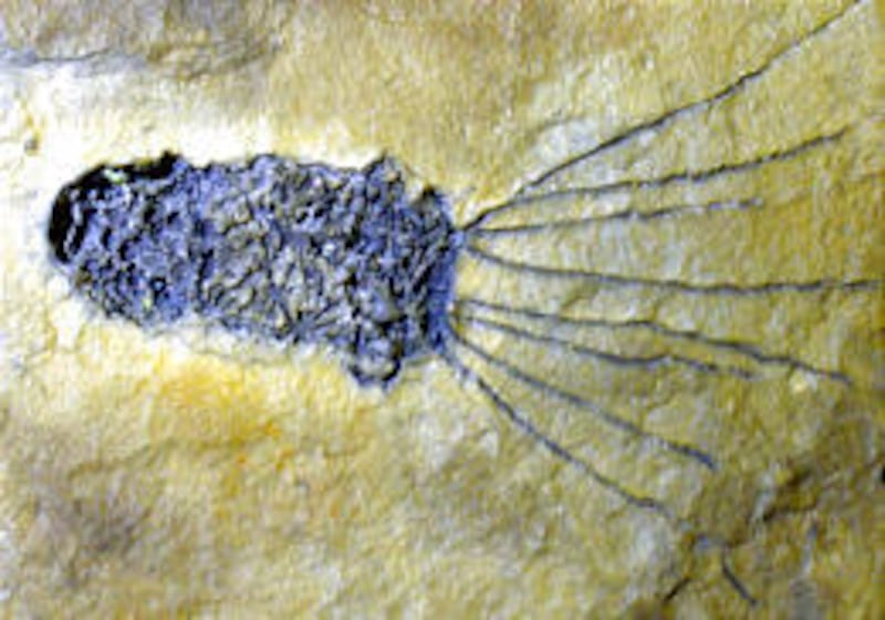 Gogia guntheri is a species named after the Gunther family and among items in fossil collection of Gunther family in Brigham City.