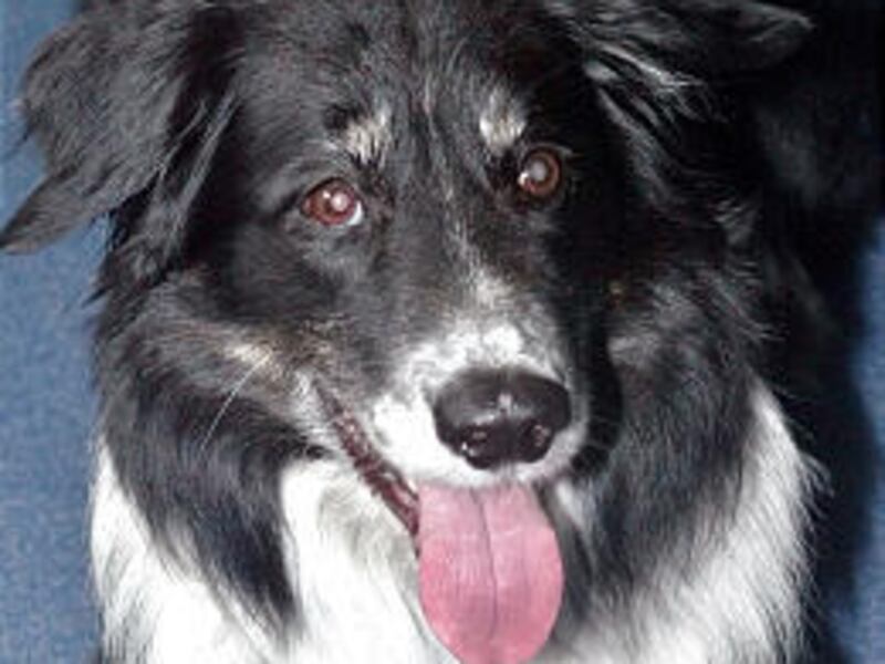 Rico, a 9-year-old border collie, appears to learn like a human child and has a good memory.