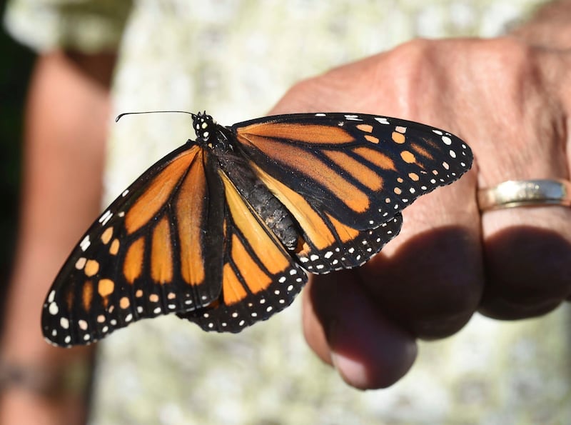 In this Oct. 20, 2017, file photo, John Miano of Destin, Fla., holds a monarch butterfly on his fingertip as he waits for the newly tagged insect to take flight during the Panhandle Butterfly House's Monarch Madness festival in Navarre, Fla. The Trump adm