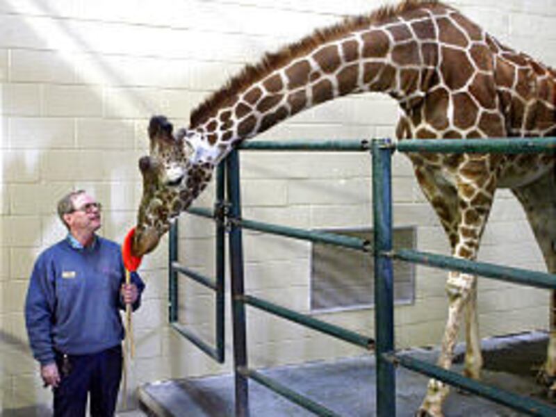Trainer Norm Cox works with "Ruth" in December of 2002. The 26-year-old giraffe was euthanized Saturday after complications from a fractured back leg. Another Hogle giraffe was put down Sunday after it collapsed.