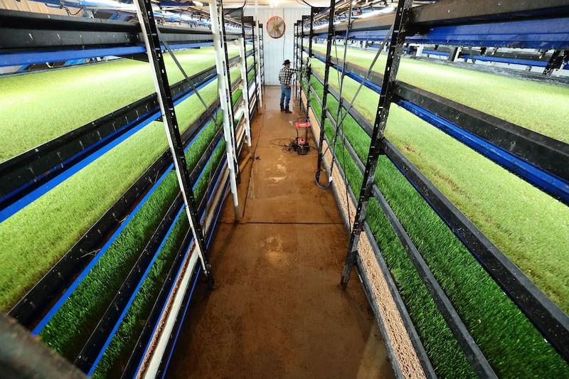 Rod Magnuson examines his Hydrogreen feed growing operation at his ranch in Castle Dale, Emery County.