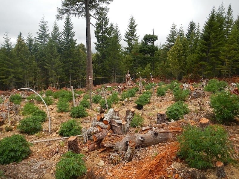 Fallen trees on a marijuana farm in the Klamath River watershed, near the Yurok Reservation near Klamath, California.