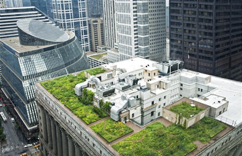 A "green" roof provides insulation, reduces heat buildup and offers wildlife a habitat, among other benefits.