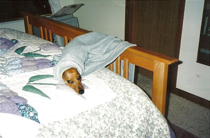 Ardis Hill of Colorado Springs, Colo., sent this photo of her dachshund, Henri, wrapped in the sleeve of a sweater.