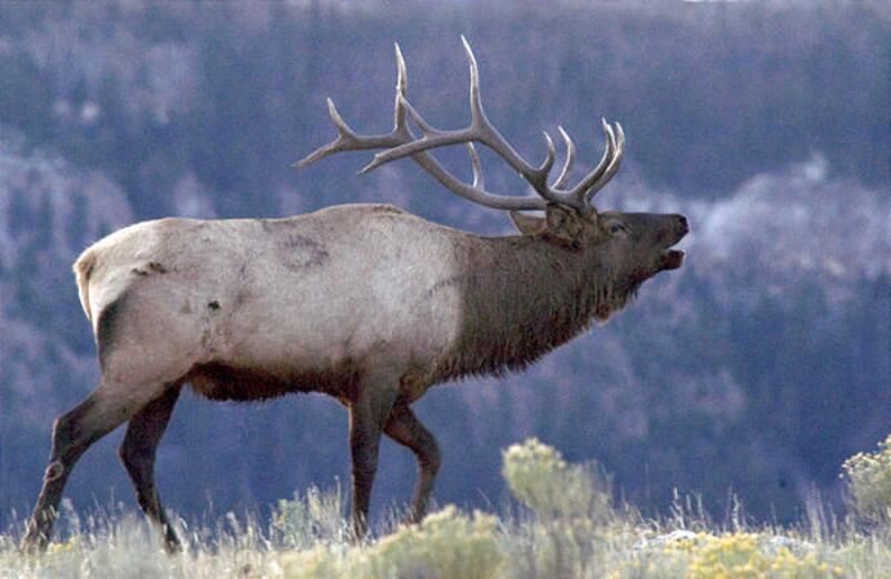 Bull elk will be plentiful this hunting season.