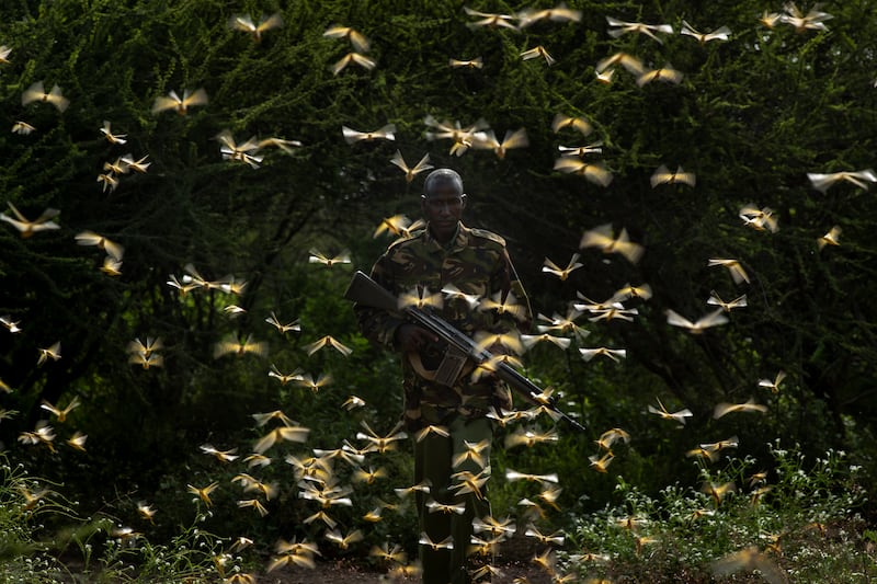 FILE - In this Saturday, Feb. 1, 2020 file photo, ranger Gabriel Lesoipa is surrounded by desert locusts as he and a ground team relay the coordinates of the swarm to a plane spraying pesticides, in Nasuulu Conservancy, northern Kenya. A supercomputer is boosting efforts in East Africa to control a locust outbreak that raises what the U.N. food agency calls “an unprecedented threat” to the region’s food security. (AP Photo/Ben Curtis, File)