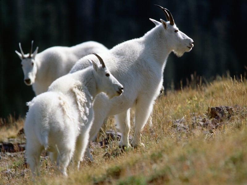 The Utah Division of Wildlife Resources is warning people about defensive mountain goats on Mount Timpanogos.