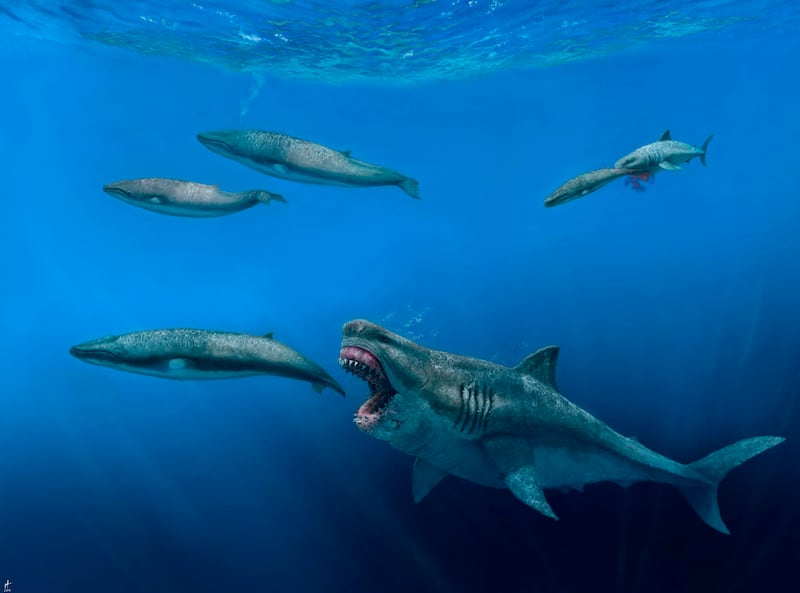 A 52-foot Otodus megalodon shark predating on an 26-foot Balaenoptera whale in the Pliocene epoch, between 5.4 to 2.4 million years ago.