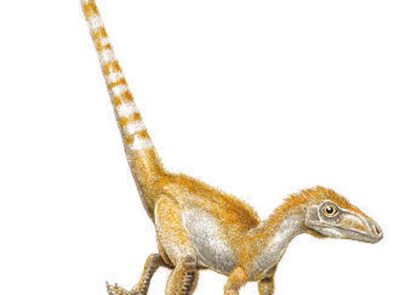 A sinosauropteryx sports its orange and white striped tail in a rendering.