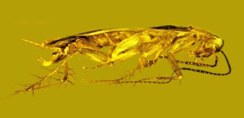 A new cockroach species, pictured here, has been named Supella dominicana by its discoverer.