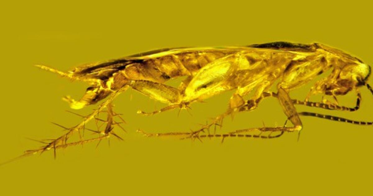 A creepy cockroach went extinct, even though they’re hard to kill ...