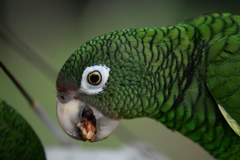 In this Nov. 6, 2018 photo, a Puerto Rican parrot eats inside one of the flight cages in the Iguaca Aviary at El Yunque, Puerto Rico, where the U.S. Fish & Wildlife Service runs a parrot recovery program in collaboration with the Forest Service and the De