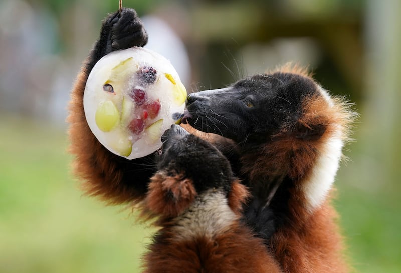 A red ruffed lemur enjoys a frozen ice pop filled with fruit at Blair Drummond Safari Park near Stirling, England.