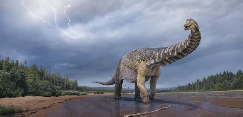 Australian researchers announced confirmation of the largest dinosaur ever found in their country.