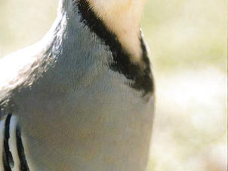 A chukar partridge