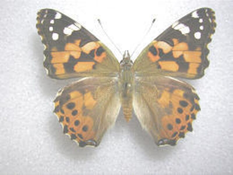 A mounted specimen of a painted lady butterfly shows off its markings.