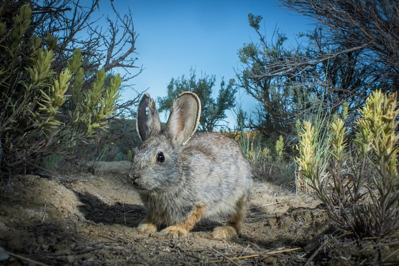 The world’s smallest rabbit, the pygmy rabbit, which lives in Utah and other parts of the West, may receive federal protections under the Endangered Species Act.