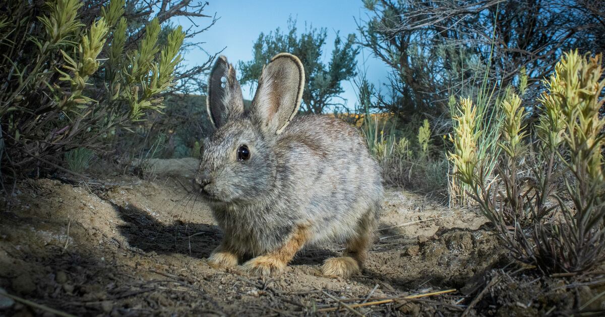 World’s smallest rabbit, which lives in Utah and the West, may get help ...
