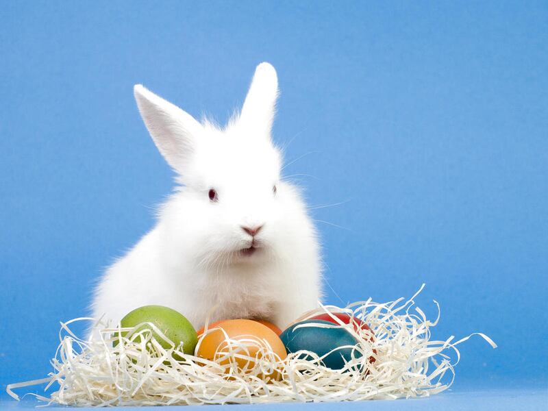 Easter Bunny