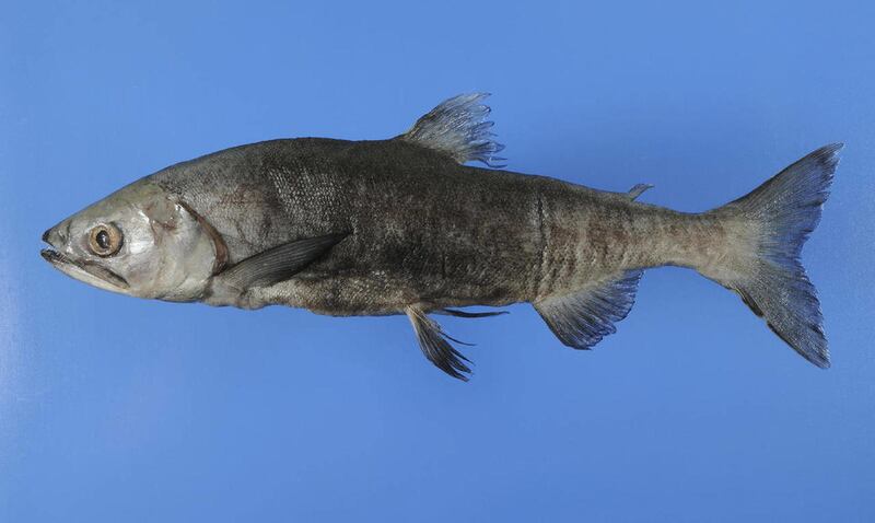 In this undated photo released by Kyoto University via Kyodo News, a specimen of endangered Japanese salmon species is on display. A science professor says a Japanese salmon species thought to have gone extinct 70 years ago lives in a lake near Mount Fuji