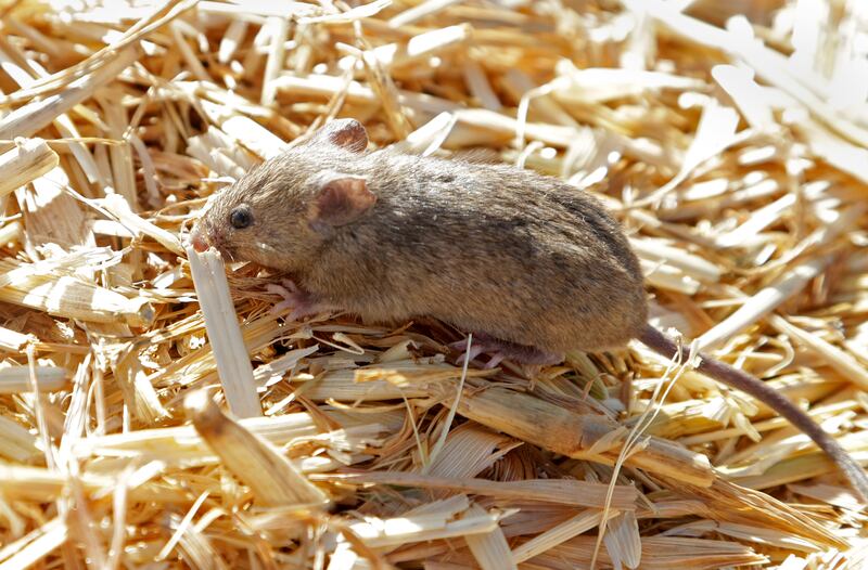 A mouse sits on hay at Bruce Barnes’ family’s farm near Bogan Gate, Australia, on May 20, 2021. Mice have plagued Australia.
