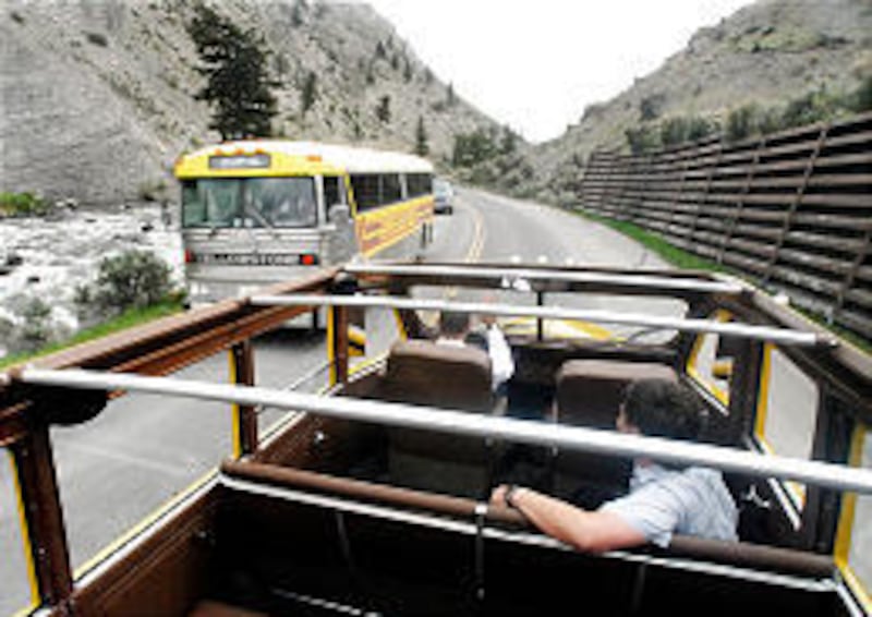 A newer Yellowstone National Park tour bus, left, passes by one of the open-top yellow tour buses that are returning to service. The Yellowstone yellow bus fleet had been sold and disbanded in the 1960s.
